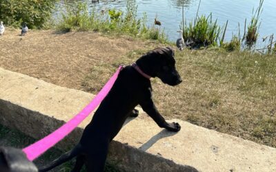 Meet Posey the Therapy Dog: How Gloucester’s Calmest Dental Practice Conquers Dental Fear